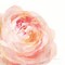 Garden Rose On White Crop Poster Print by Danhui Nai - Item # VARPDX37221
